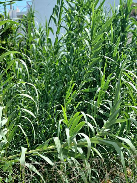 istock Tall Green Reeds Growing Outdoors in Natural Sunlight 2232882910