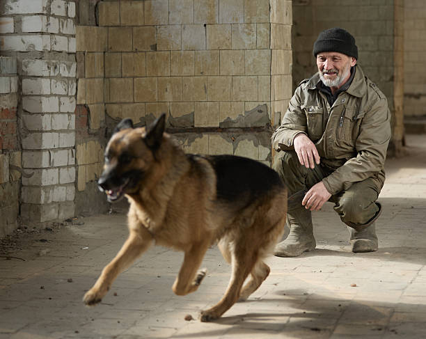 A german shepherd with paralysed hind legs, using a wheelchair as he and his human go about their day.