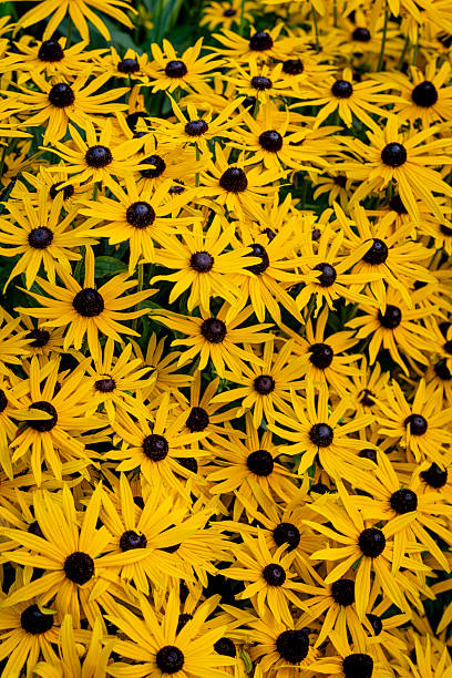 istock Rudbeckia fulgida var. deamii 2232887734