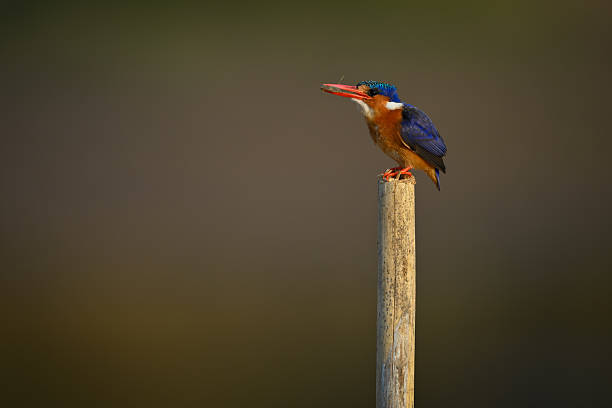 istock Malachite kingfisher standing on post carrying insect 2232889746