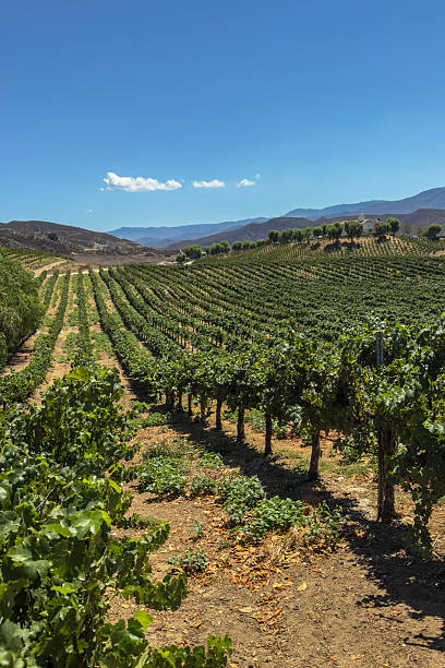 istock Temecula Valley, California, Vineyard 2232890246