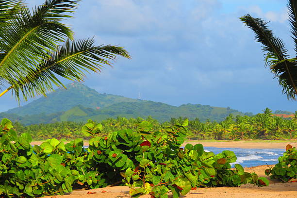 istock Beach in Dominican Republic 2232890626
