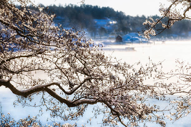 Birch rime