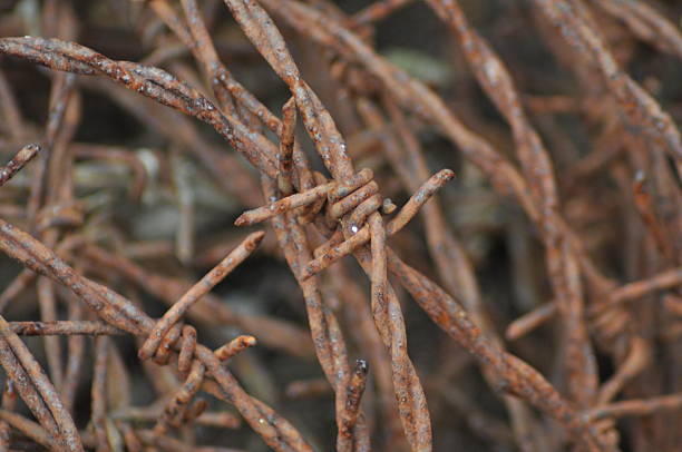 Intricate Barbed Wire Texture A CloseUp View of Rusty Metal Coils and Sharp Points. The image sharp focus brings the rusty, weathered surface to life, emphasizing the security