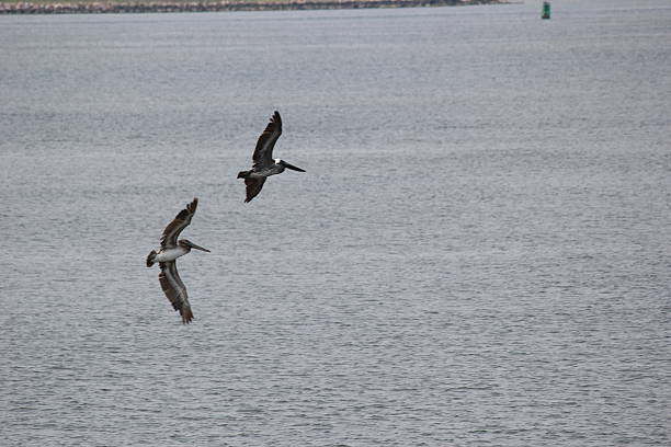 istock Pelicans - Louisiana 2232901913