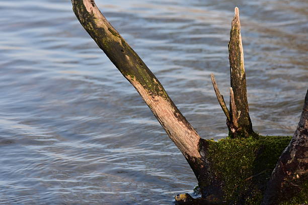 Dead tree on the river bank with green moss and water in the background