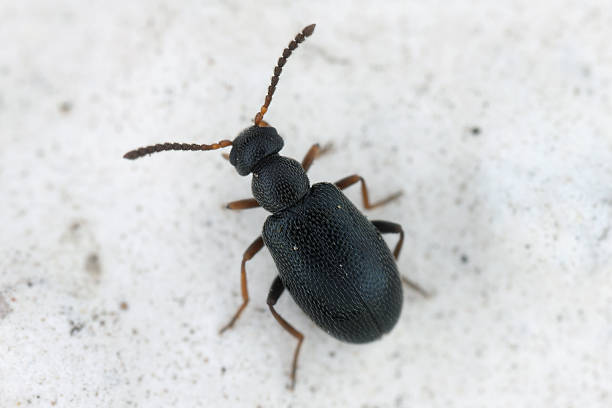 istock Anidorus nigrinus, A tiny beetle from the Aderidae family called ant-like leaf beetles. 2232905257