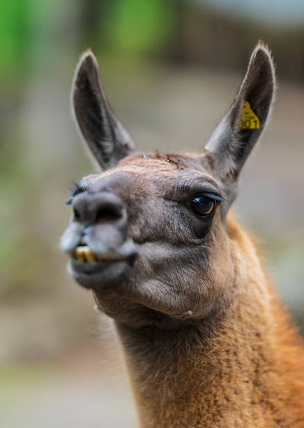 istock Close up portrait of curious llama head. 2232906257