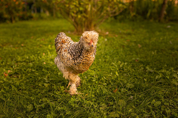 istock Elegant vibrant feathered chicken with a distinctive head crest, walking at farm field. Free range chicken at farm. 2232907417