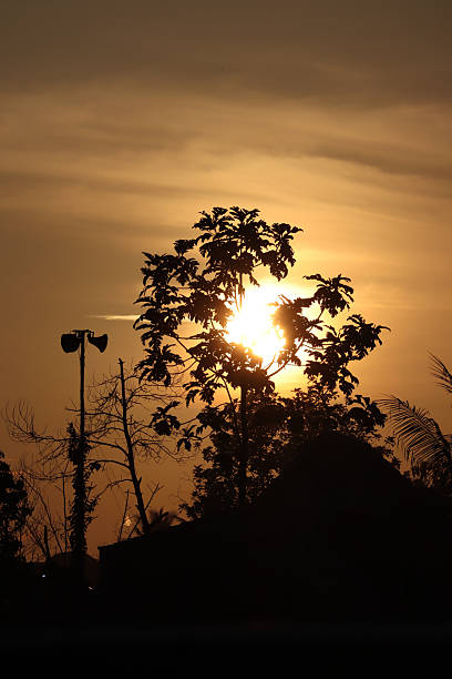 istock Sunrise Silhouette of Trees in Nature 2232908860