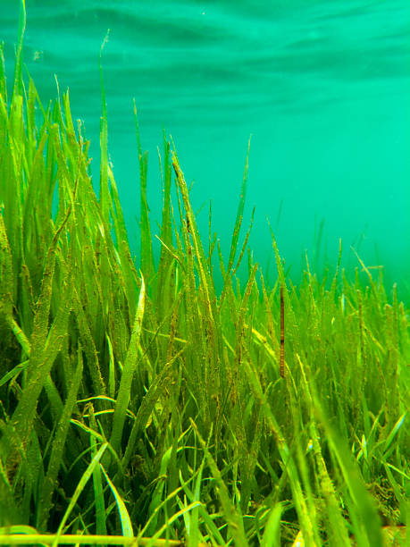 istock Underwater Green grass in Clear Water 2232909573