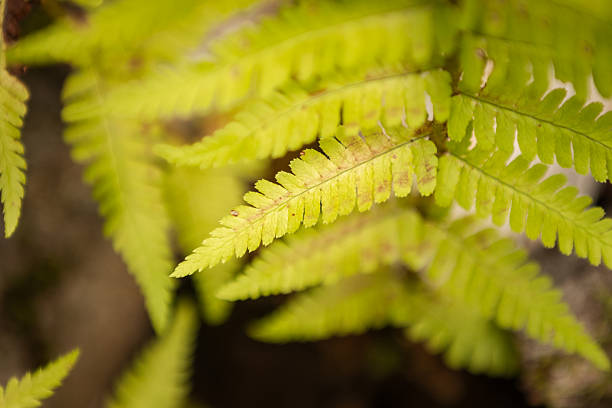 Pure nature scene, lush leaves in nature.Black Forest / Sölden - Germany.