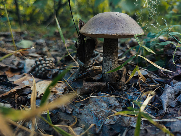 Mushroom birch bolete, close up
