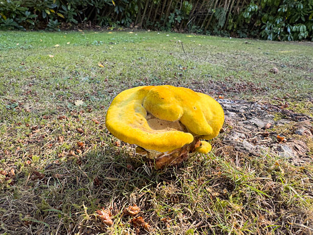 Dyer's polypore (Phaeolus schweinitzii) growing from the roots of a conifer or Douglas fir tree