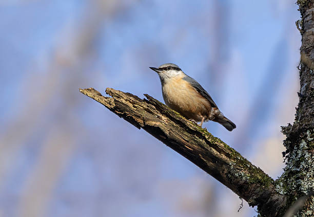istock A Eurasian Nuthatch, Sitta europaea, perched on a branch. Scotland. 2232920599