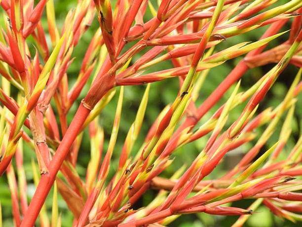 Also known as Giant wild pine, swollen wild pine, spreading airplant. A species of bromeliad that is native to Central America, Mexico, the West Indies, northern South America (Venezuela, Colombia, Suriname, French Guiana, northern Brazil), and the southeastern United States (Georgia and Florida).