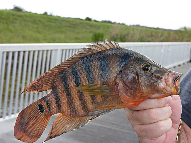 istock Mayan Cichlid (Cichlasoma urophthalmus) - Profile. Caught off a fishing pier - hand held 2232920644