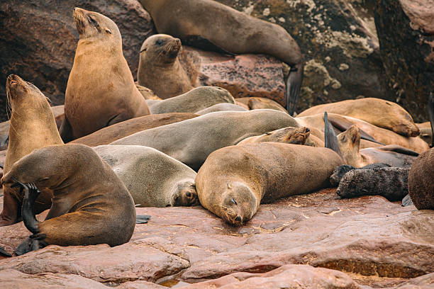 istock colony of seals 2232923000