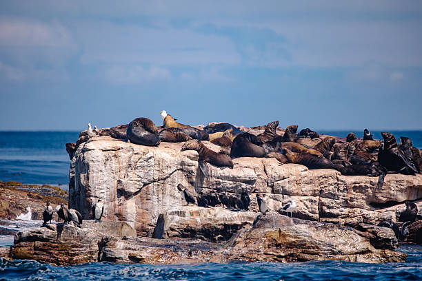 istock seals on the stone in the sea 2232923309