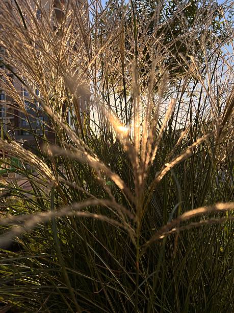 istock A sunny summer sunset through the pampas grass on the lawn. 2232926302