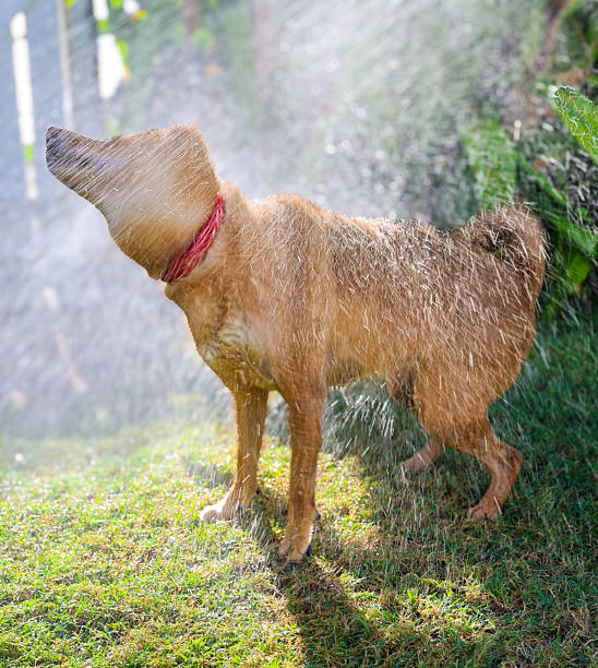 istock Shower time for a shiba 2232928038