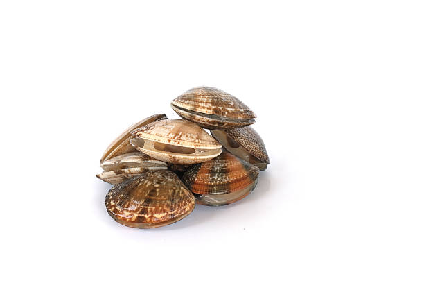 Clams on white background. Seafood.