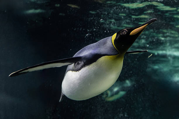 istock A magnificent king penguin (Aptenodytes patagonicus) glides effortlessly underwater, with the shimmering surface above and the deep blue depths below 2232930145