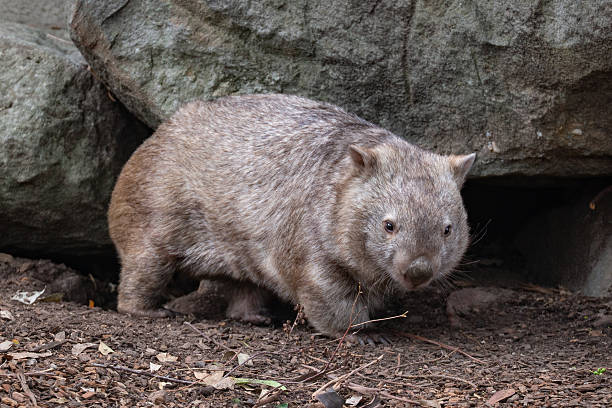 istock A charming wombat (Vombatus ursinus) stands in a rocky clearing within an Australian forest, its sturdy body covered in thick fur as it curiously surveys its surroundings 2232930150
