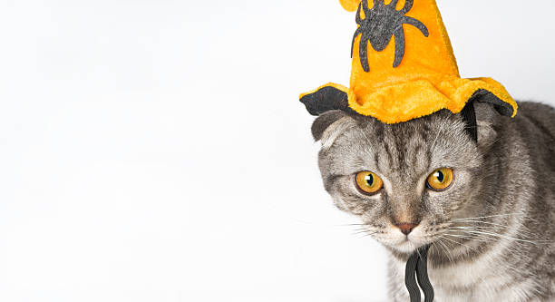 istock Halloween cat Scottish fold kitten in orange hat funny spooky portrait with copy space 2232930545