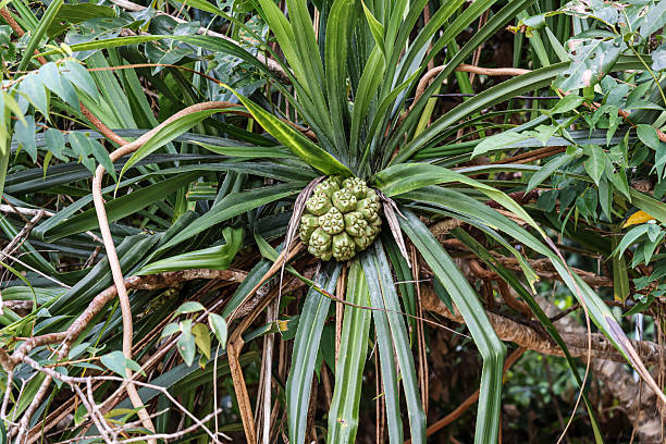 istock Exotic Screw Pine Fruit (Pandanus tectorius) Close-Up for Tropical Design 2232930601