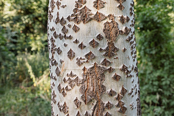 istock Detailed view of the unique bark of a tree, highlighting its beautiful diamond shaped pattern and textures 2232930963