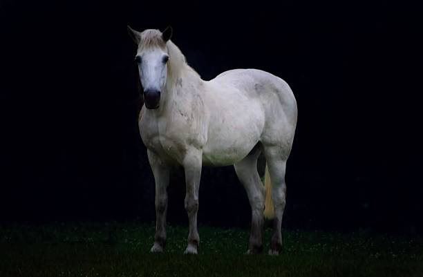 istock Beautiful grey horse portrait 2232934969