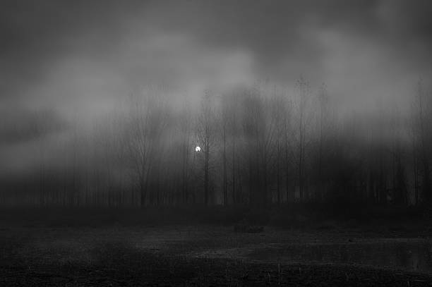 Spooky dark landscape in black and white showing trees in the forest at night.