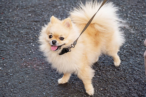 istock Pomeranian dog on leash looking up at the camera. 2232938993