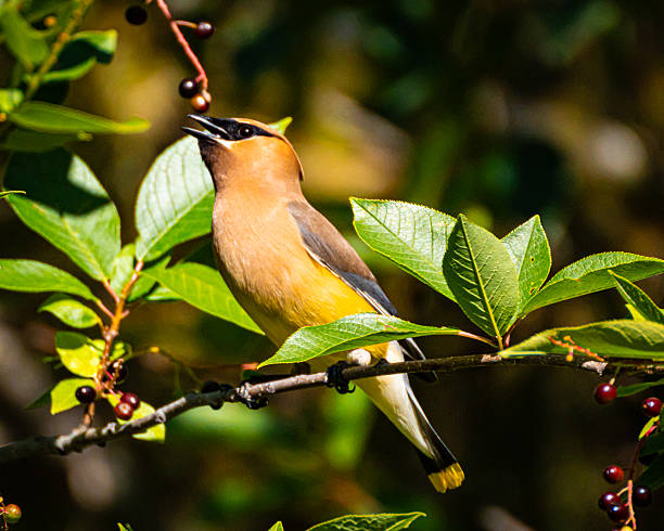 istock Cedar waxwing eating choke cherries 2232939395