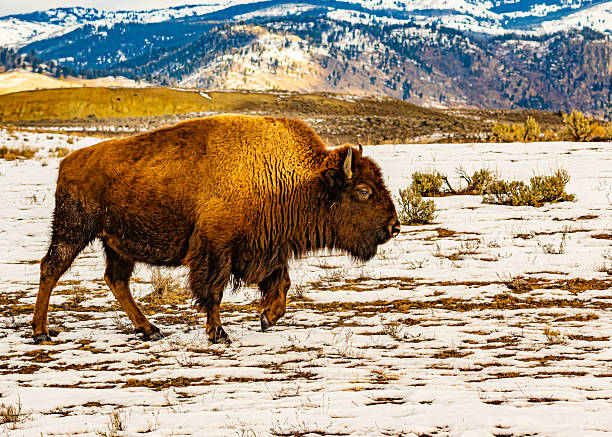 istock American bison in Yellowstone National Park 2232939432