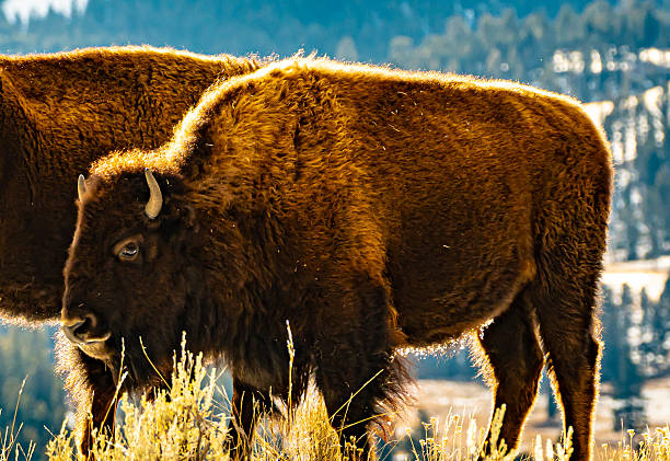 Bison in Lamar Valley