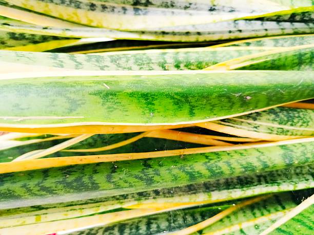 texture of the dracaena trifasciata plant