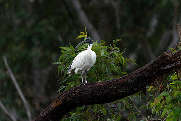 istock Australian white ibis or Threskiornis moluccus standing alone on branch in rain 2232950322