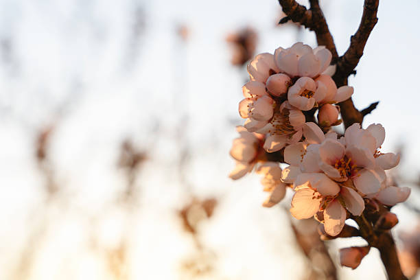 A close-up view of cherry blossoms in bloom at sunset, capturing the intricate details of the flowers against a soft, warm background of fading light.