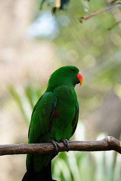 istock Beautiful male bird Moluccan Eclectus (Eclectus roratus) relax on branch. 2232951031