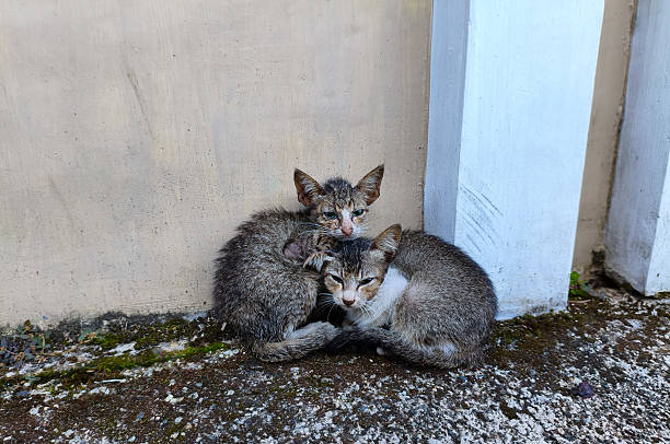 istock Two kittens in the cold look sad 2232951145