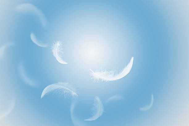 Beautiful White - Baby blue colors tone feather texture background