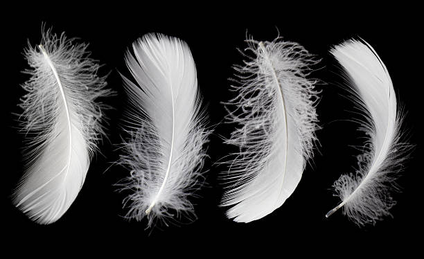 istock White Bird Feathers on Black Background. Fluffy Downy. Softness of Feathers on Black. 2232951950
