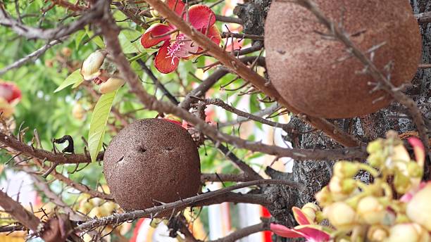 istock Cannonball tree. Shorea robusta flower tree with brown fruits. 2232952260
