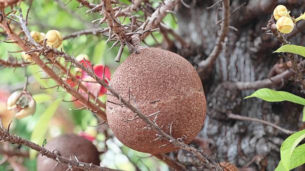 istock Cannonball tree. Shorea robusta flower tree with brown fruits. 2232952270