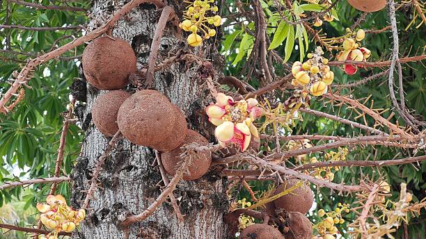 istock Cannonball tree. Shorea robusta flower tree with brown fruits. 2232952292