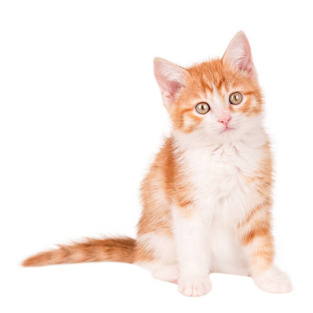 istock cute red and white kitten isolated on white background 2232953649