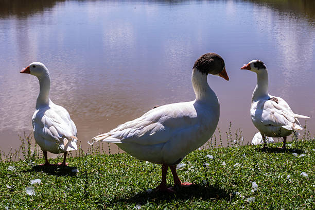 goose, duck