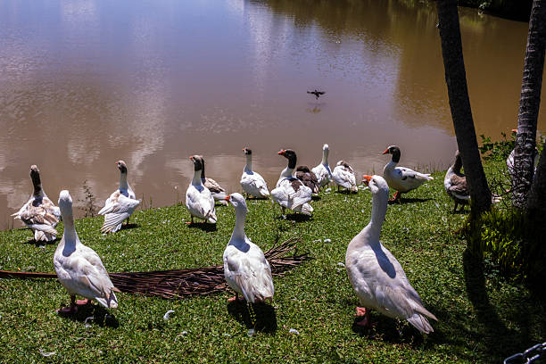 istock flock of geese rests by a lake 2232954656